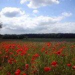 Feld mit Mohnblumen...